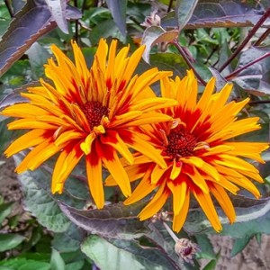 Гелиопсис Heliopsis Yellow Spider